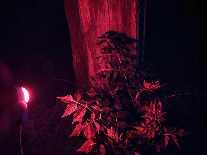 超轻超能！Fenix小魔方头灯体验让你爱不释手！(图21)